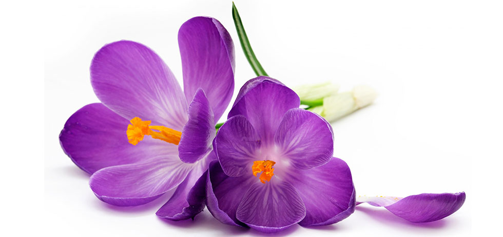 Psicóloga Laura Amaral